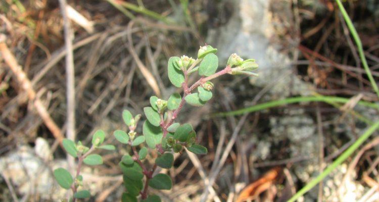 Chamaesyce garberi