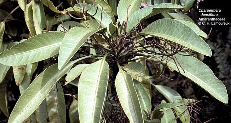 Charpentiera densiflora