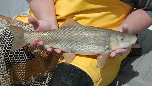 Chasmistes liorus