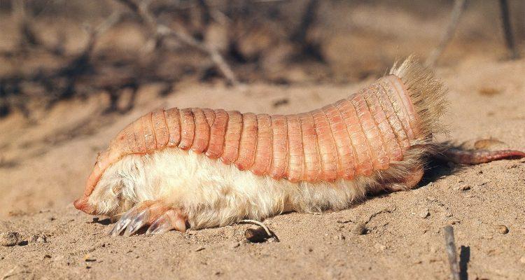 Chlamyphorus truncatus