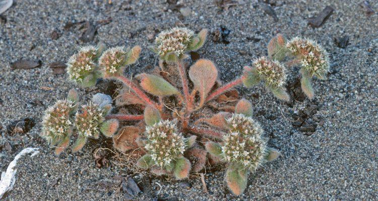 Chorizanthe howellii