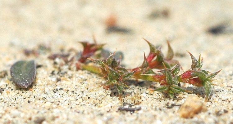 Chorizanthe orcuttiana