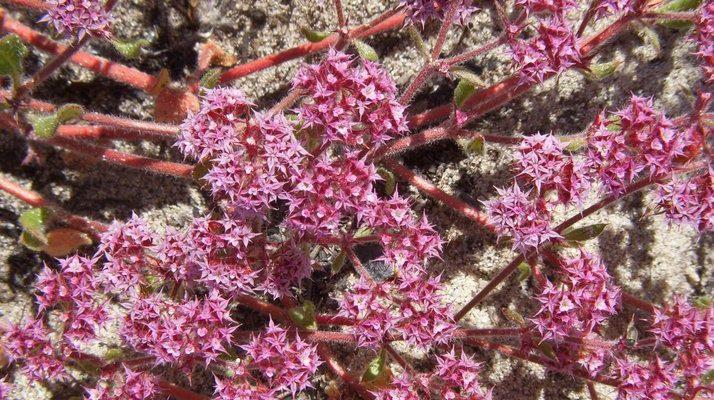 Chorizanthe pungens var. hartwegiana