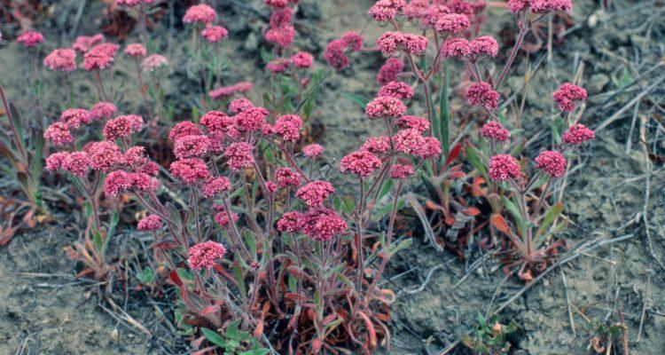 Chorizanthe robusta var. hartwegii