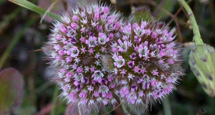 Chorizanthe valida