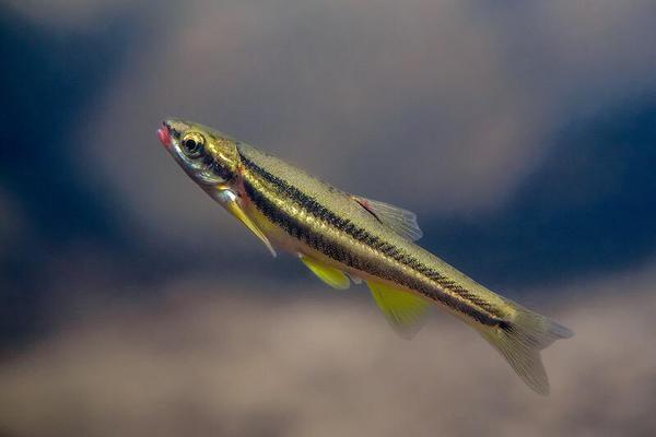 Chrosomus saylori
