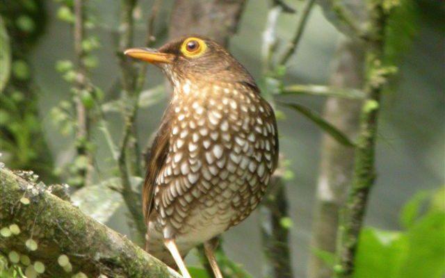 Cichlherminia iherminieri santaeluciae