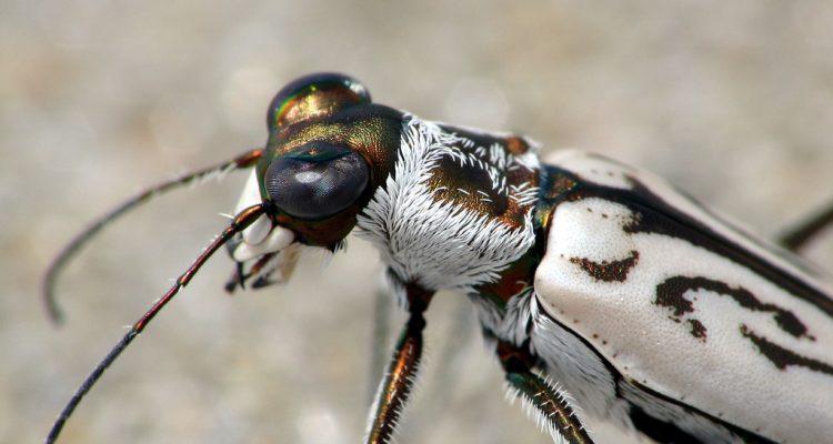 Cicindela dorsalis dorsalis