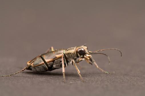 Cicindela nevadica lincolniana