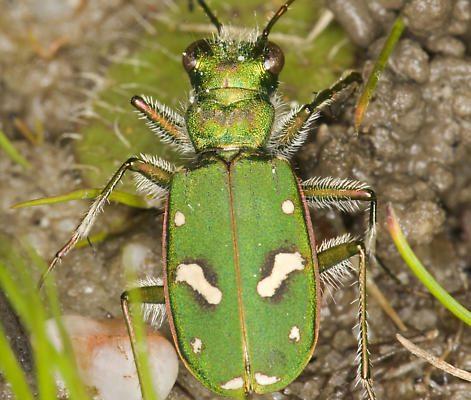 Cicindela ohlone