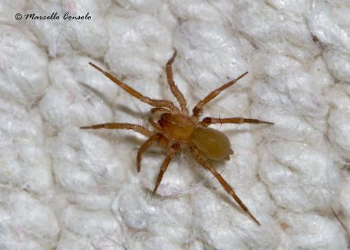 Cicurina baronia