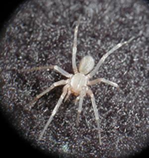 Cicurina madla