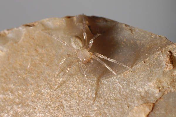 Cicurina venii