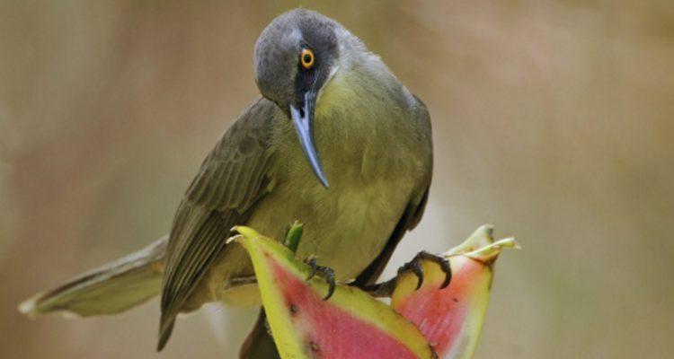 Cinclocerthia ruficauda gutturalis