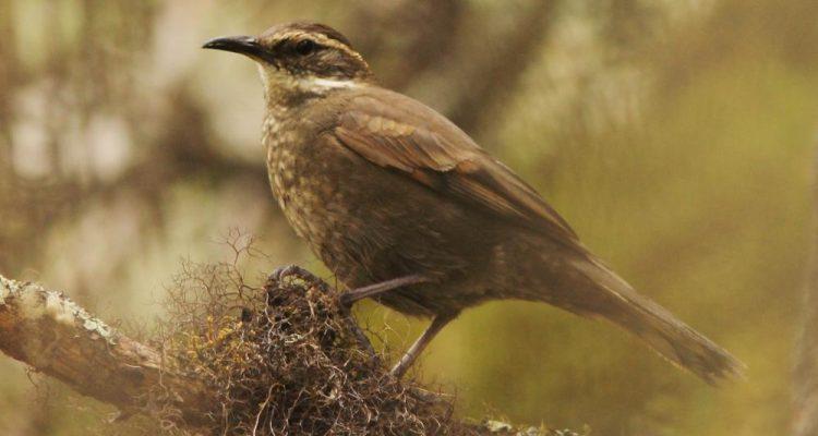 Cinclodes aricomae
