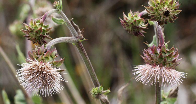 Cirsium fontinale var. obispoense
