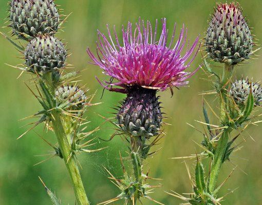 Cirsium hydrophilum var. hydrophilum