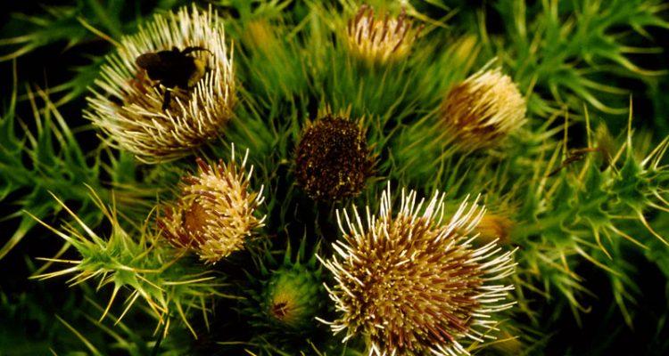 Cirsium loncholepis
