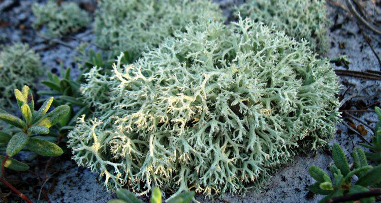 Cladonia perforata