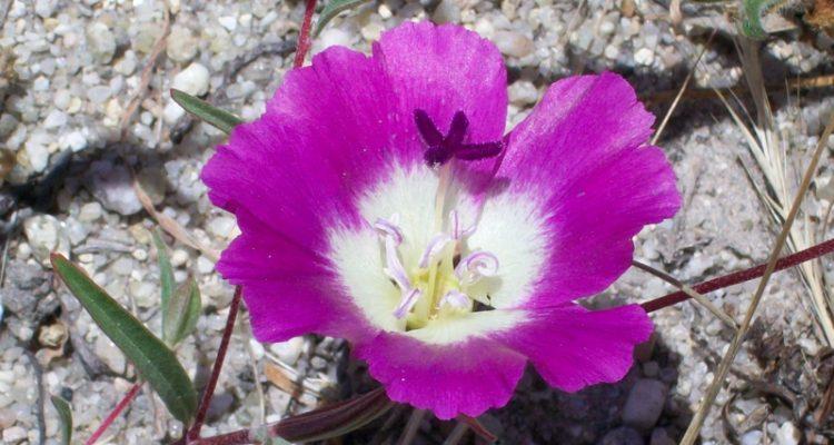 Clarkia speciosa ssp. immaculata