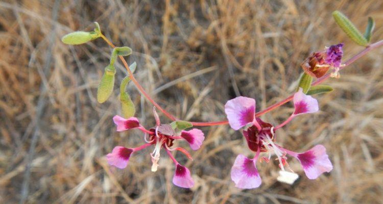 Clarkia springvillensis