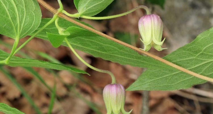 Clematis morefieldii