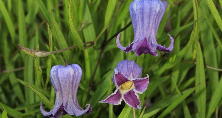 Clematis socialis