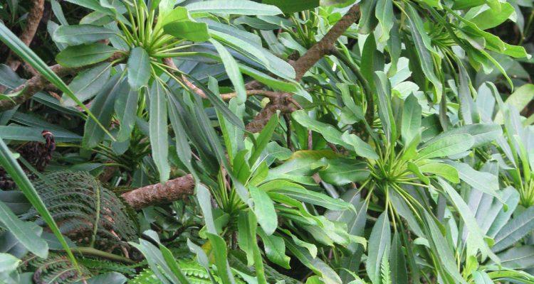 Clermontia oblongifolia ssp. mauiensis