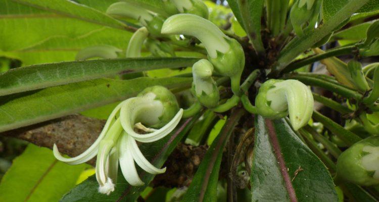 Clermontia pyrularia