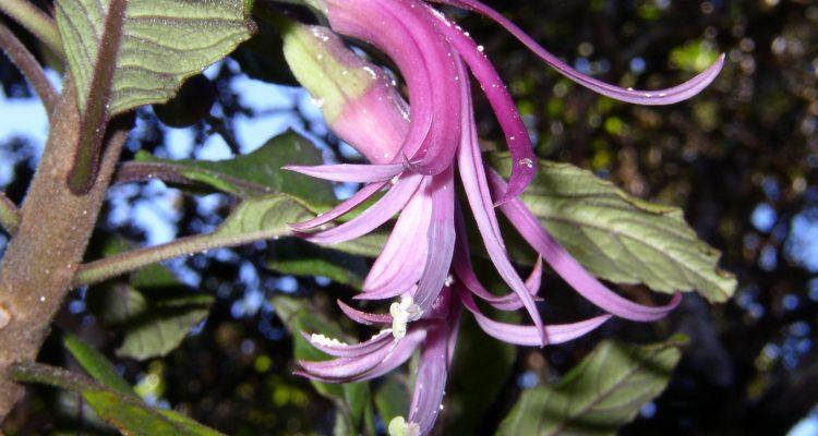 Clermontia samuelii