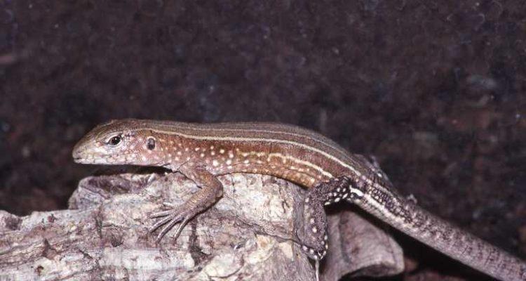 Cnemidophorus vanzoi