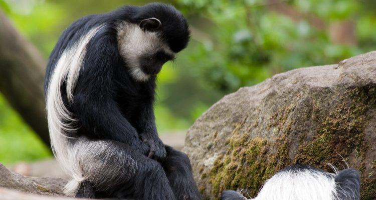 Colobus satanas