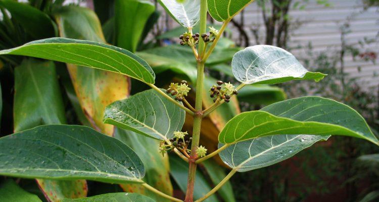 Colubrina oppositifolia