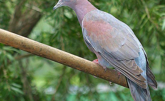 Columba inornata wetmorei