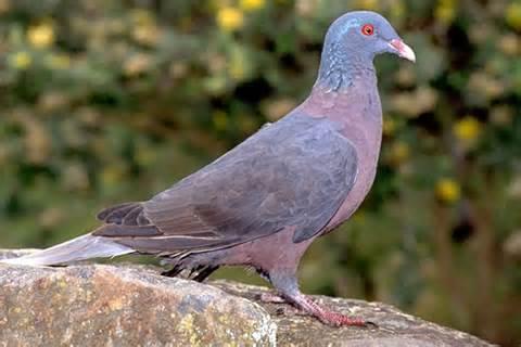 Columba junoniae