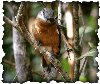 Coquus typicus