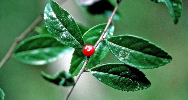 Cordia bellonis