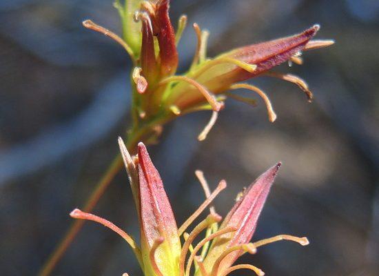 Cordylanthus tenuis ssp. capillaris