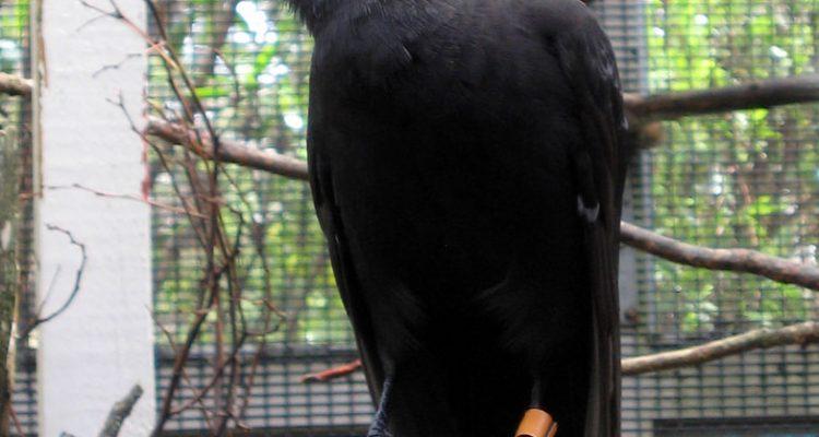 Corvus hawaiiensis