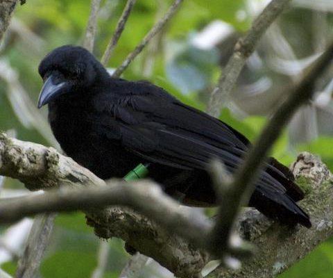 Corvus kubaryi