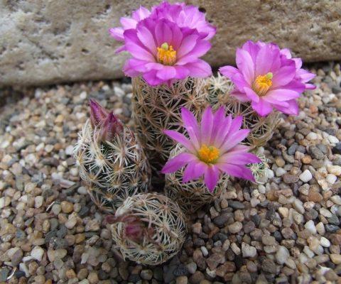 Coryphantha minima