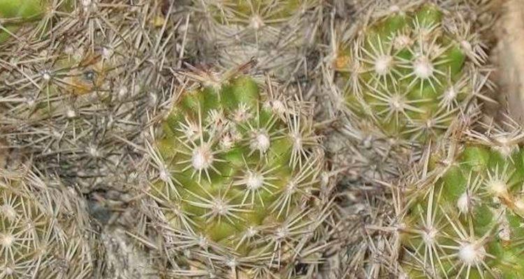 Coryphantha robbinsiorum