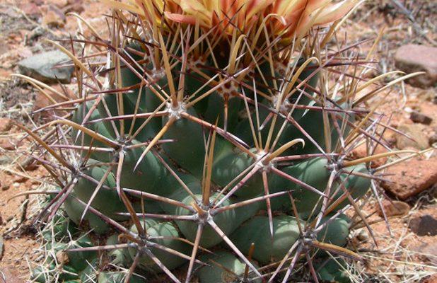 Coryphantha scheeri var. robustispina