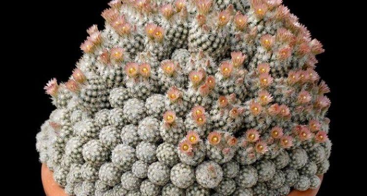Coryphantha sneedii var. leei