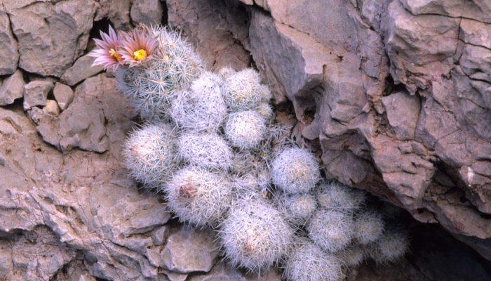 Coryphantha sneedii var. sneedii