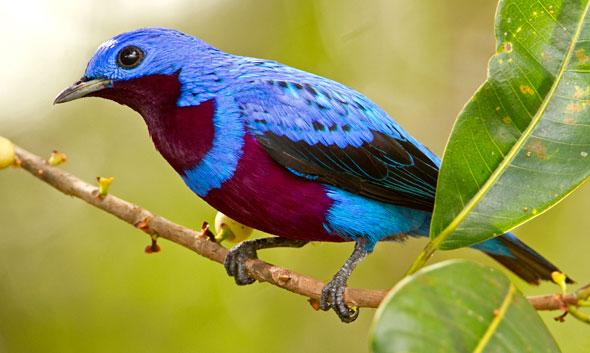 Cotinga maculata