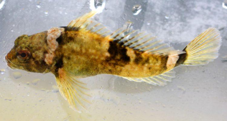 Cottus paulus (=pygmaeus)