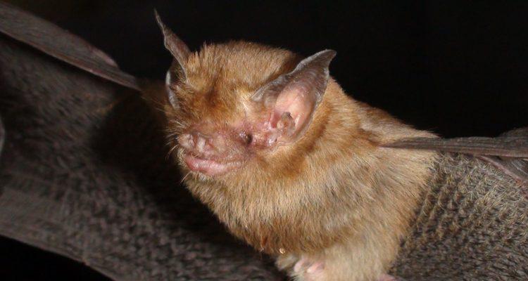 Craseonycteris thonglongyai