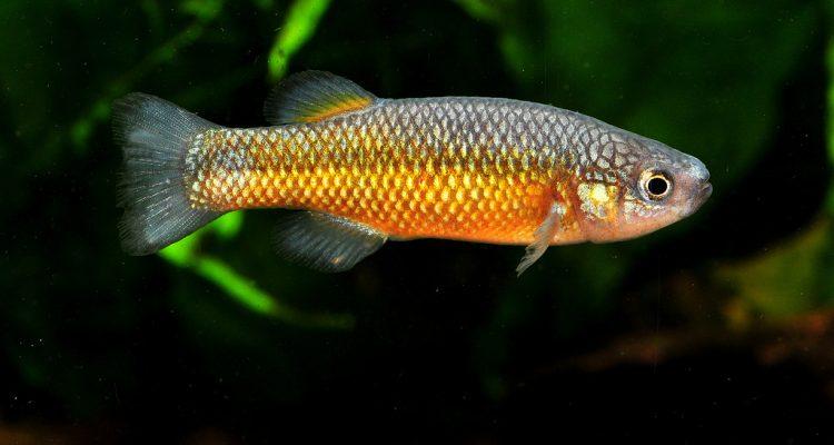 Crenichthys baileyi baileyi