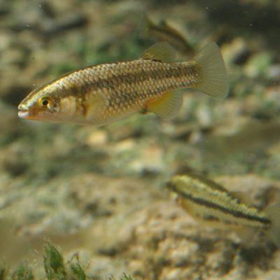 Crenichthys baileyi grandis